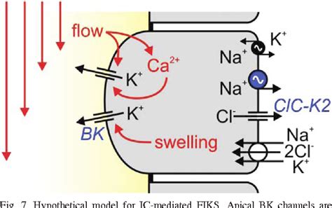 nkcc net k secretion